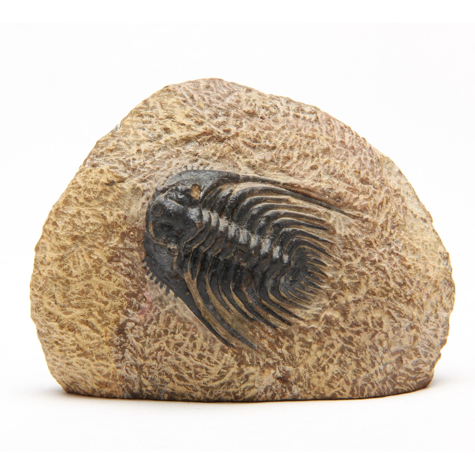 Exceptional Leonapsis Trilobite (Lot 93 - The Frank Menser Fossil