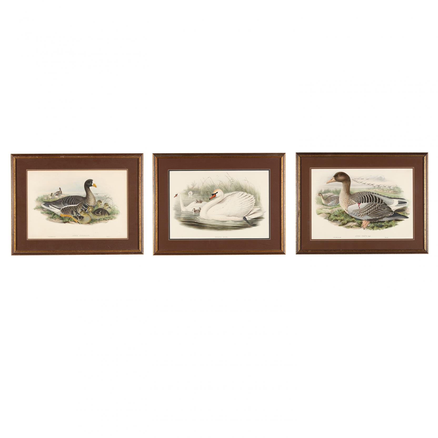 j-gould-h-c-richter-19th-century-three-hand-colored-lithographs-from-john-gould-s-i-the-birds-of-great-britain-i
