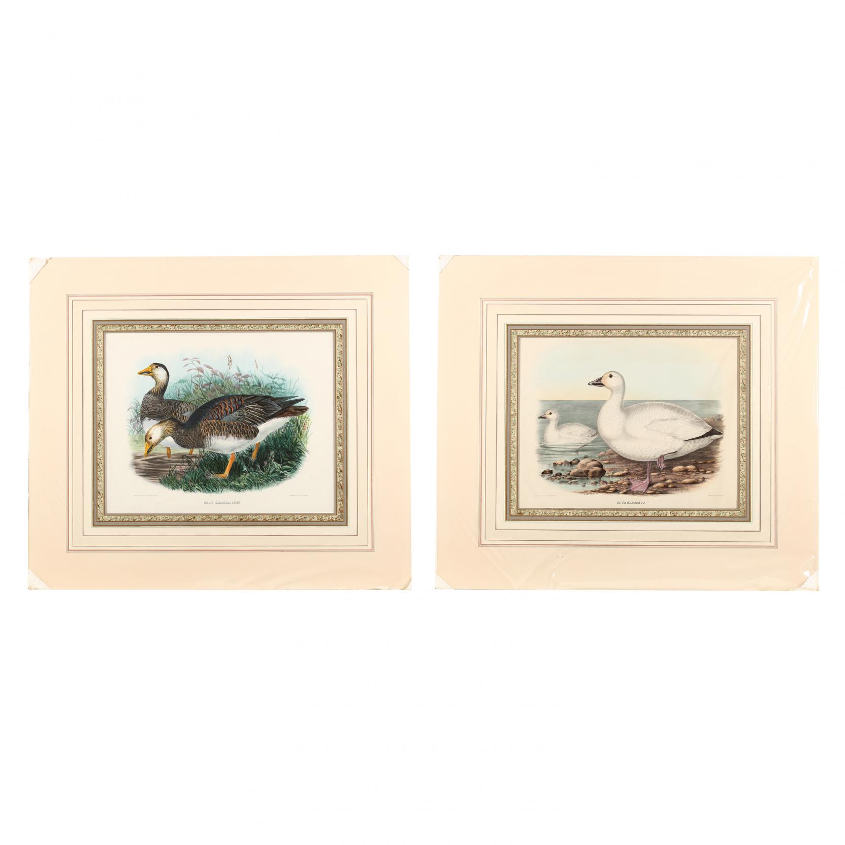 pair-of-prints-depicting-snow-geese-from-daniel-giraud-elliot-s-i-the-new-and-heretofore-unfigured-species-of-the-birds-of-north-america-i