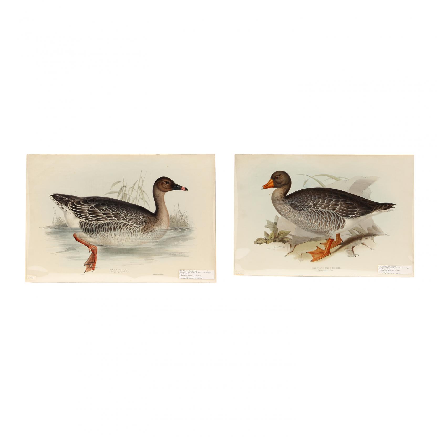 edward-lear-british-1812-1888-pair-of-goose-prints-from-john-gould-s-i-the-birds-of-europe-i