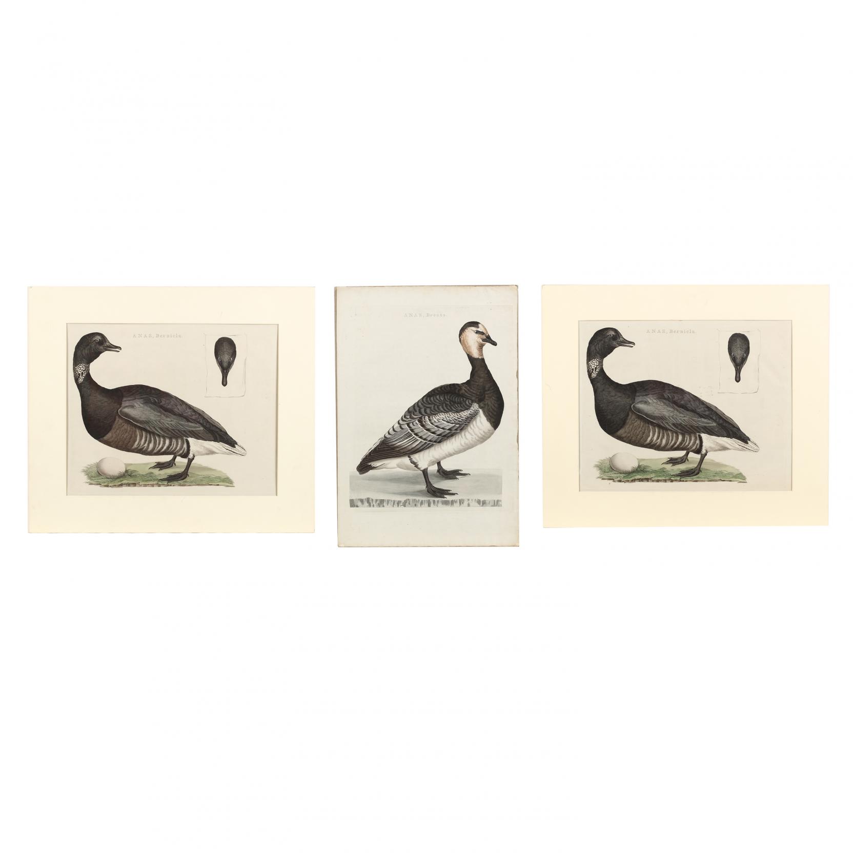cornelius-nozeman-dutch-1712-1786-three-goose-prints