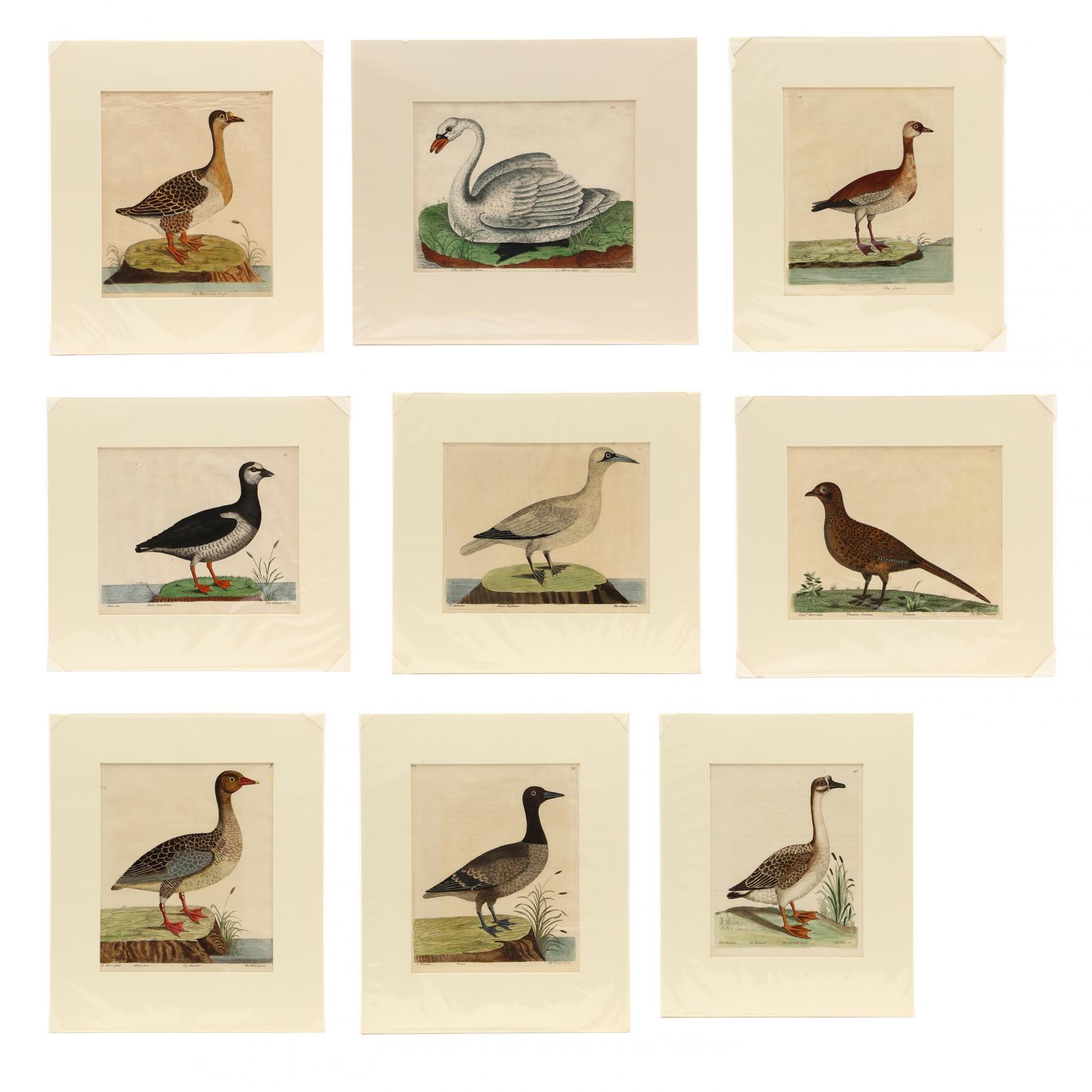 eleazar-albin-british-active-1713-1759-group-of-9-ornithological-prints