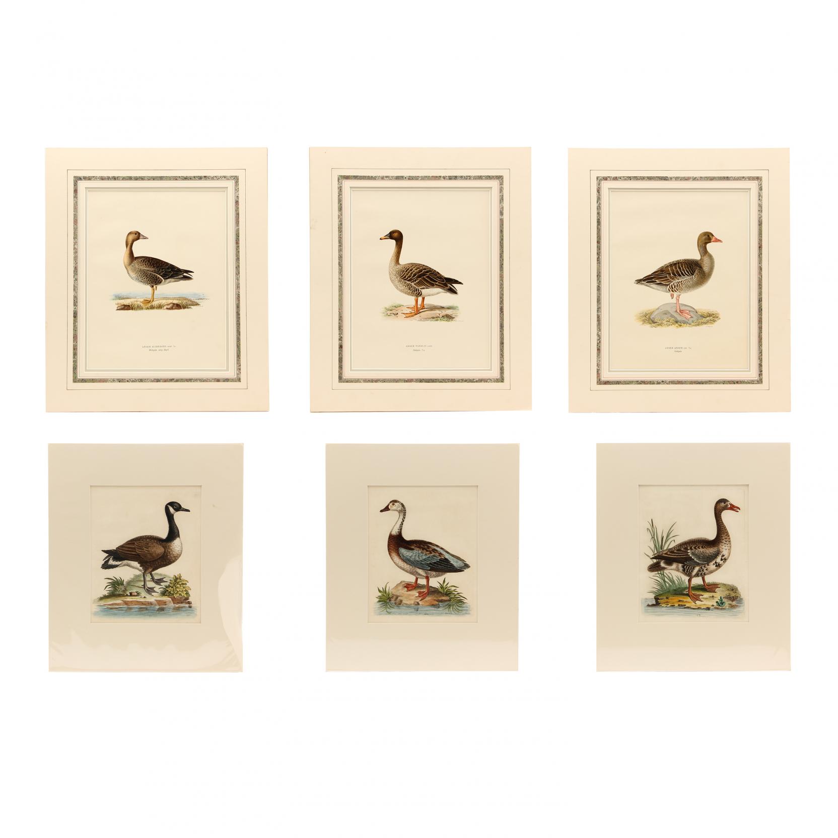 group-of-6-english-and-continental-goose-and-duck-prints