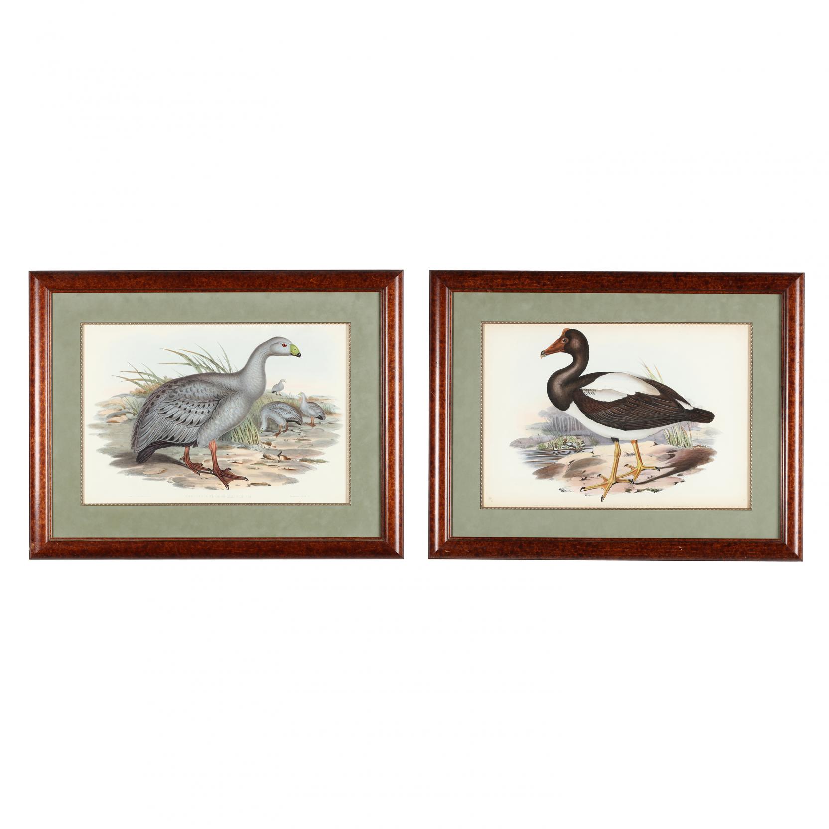 j-gould-h-c-richter-19th-century-two-prints-from-john-gould-s-i-the-birds-of-australia-i