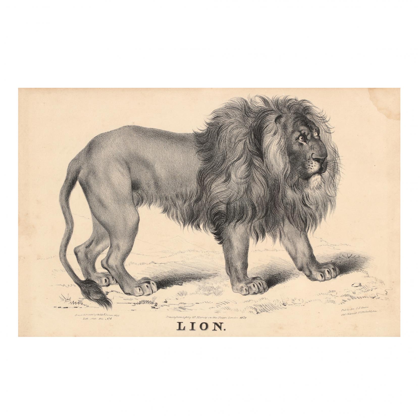 19th Century Lion Lithograph (Lot 91 - 19th Annual New Year's