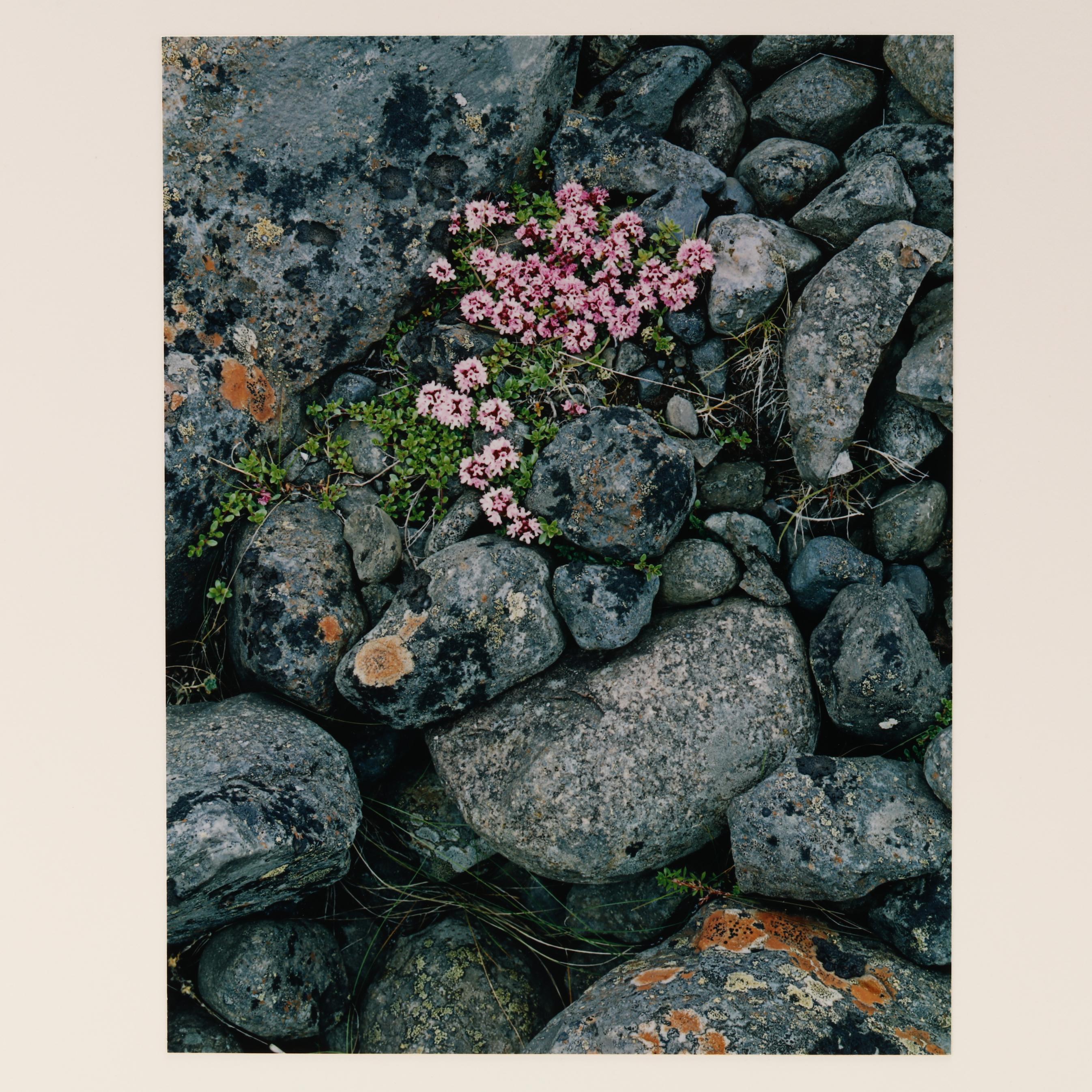 Eliot Porter (American, 1901-1990), Portfolio II: Iceland