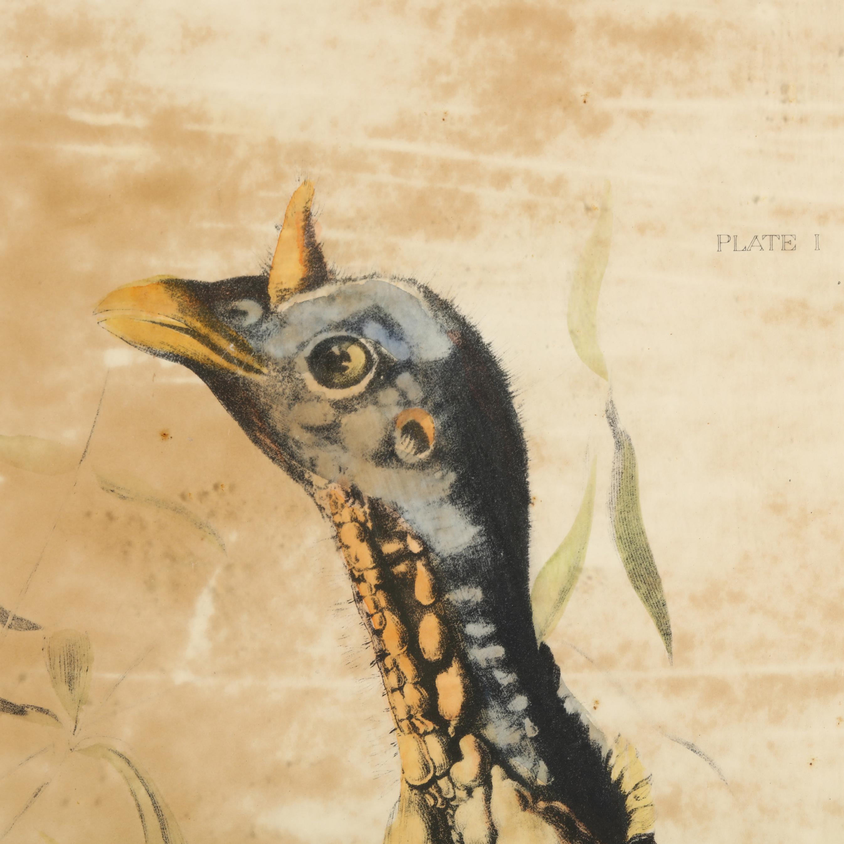 Decorative Print after Audubon's Wild Turkey (Lot 264 - May