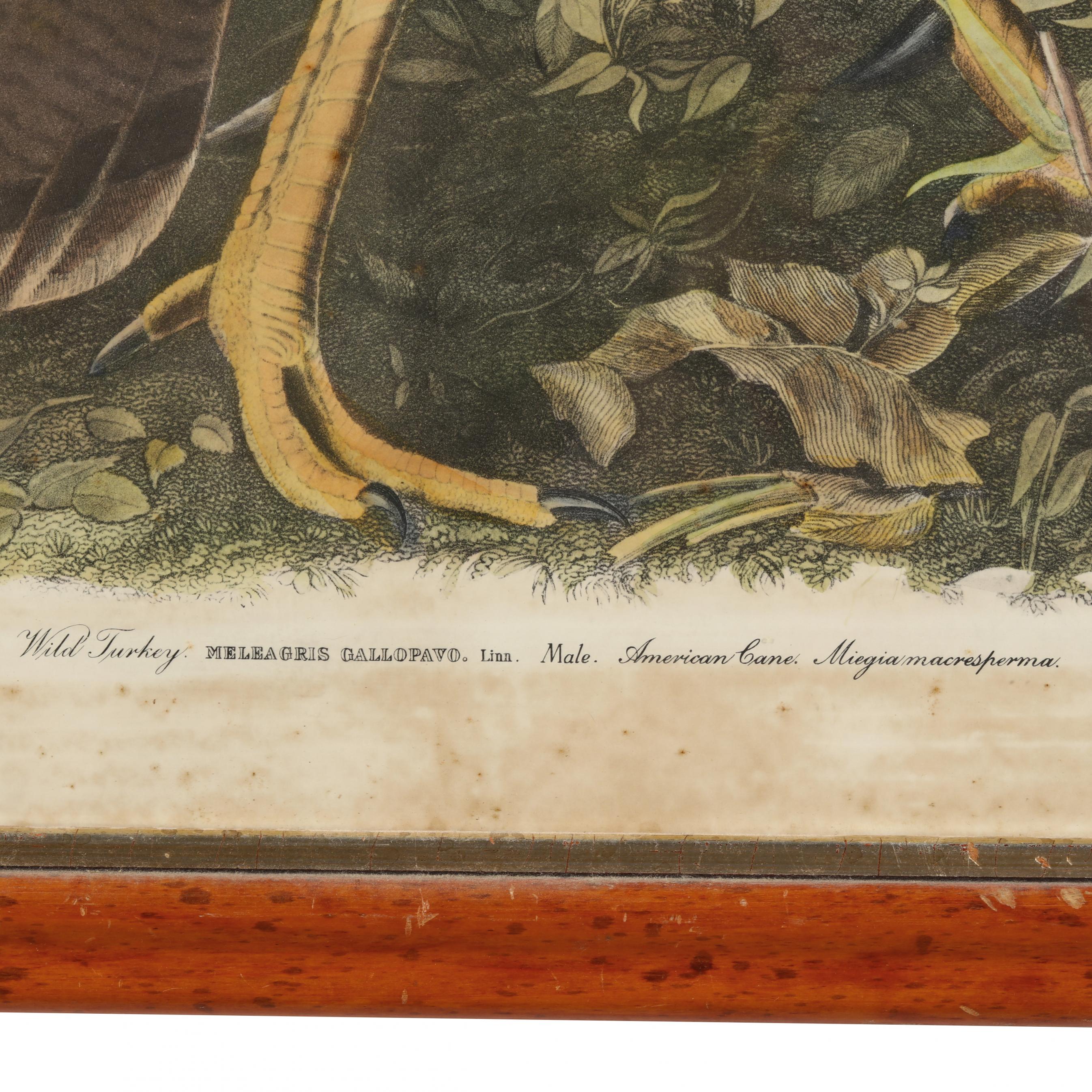 Decorative Print after Audubon's Wild Turkey (Lot 264 - May