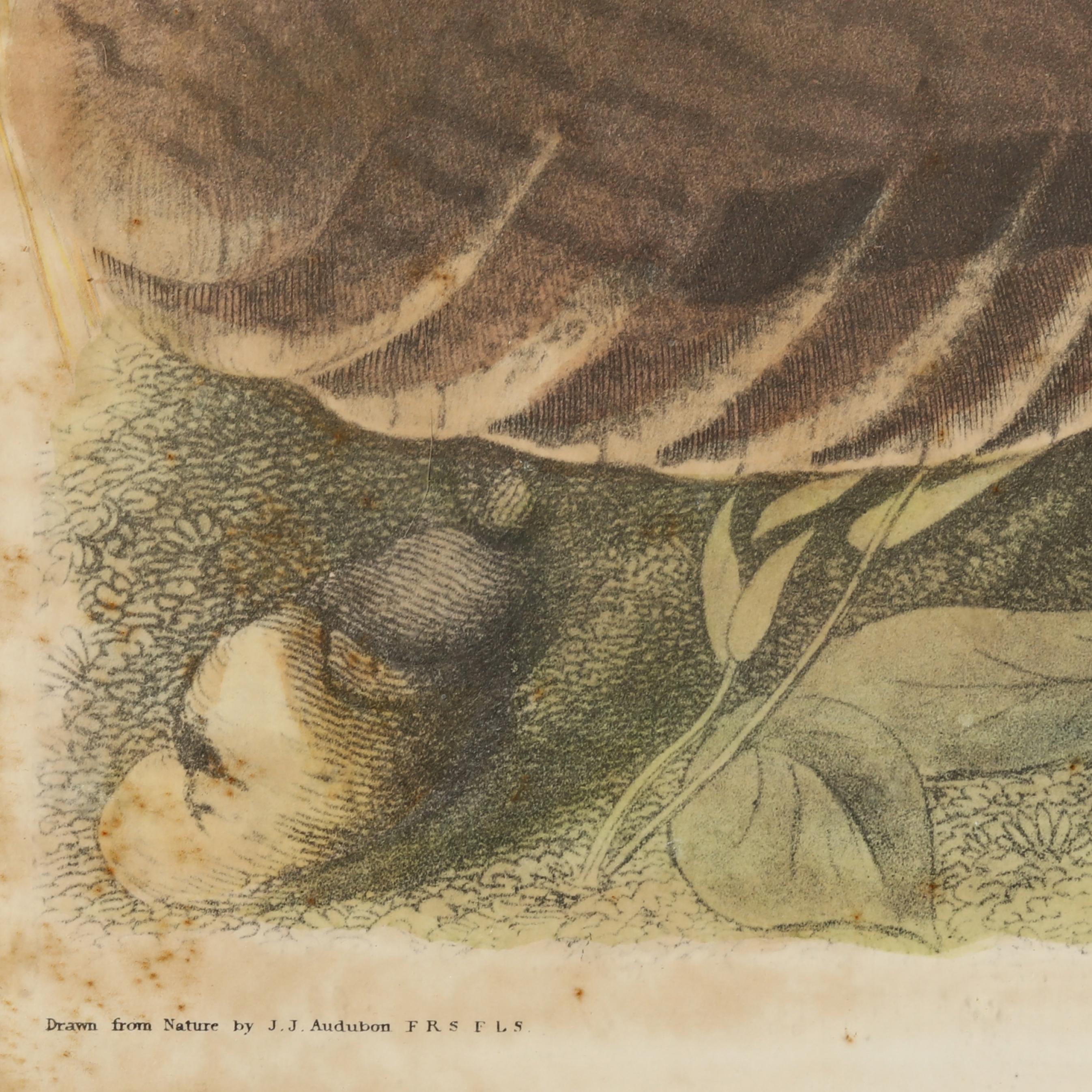 Decorative Print after Audubon's Wild Turkey (Lot 264 - May