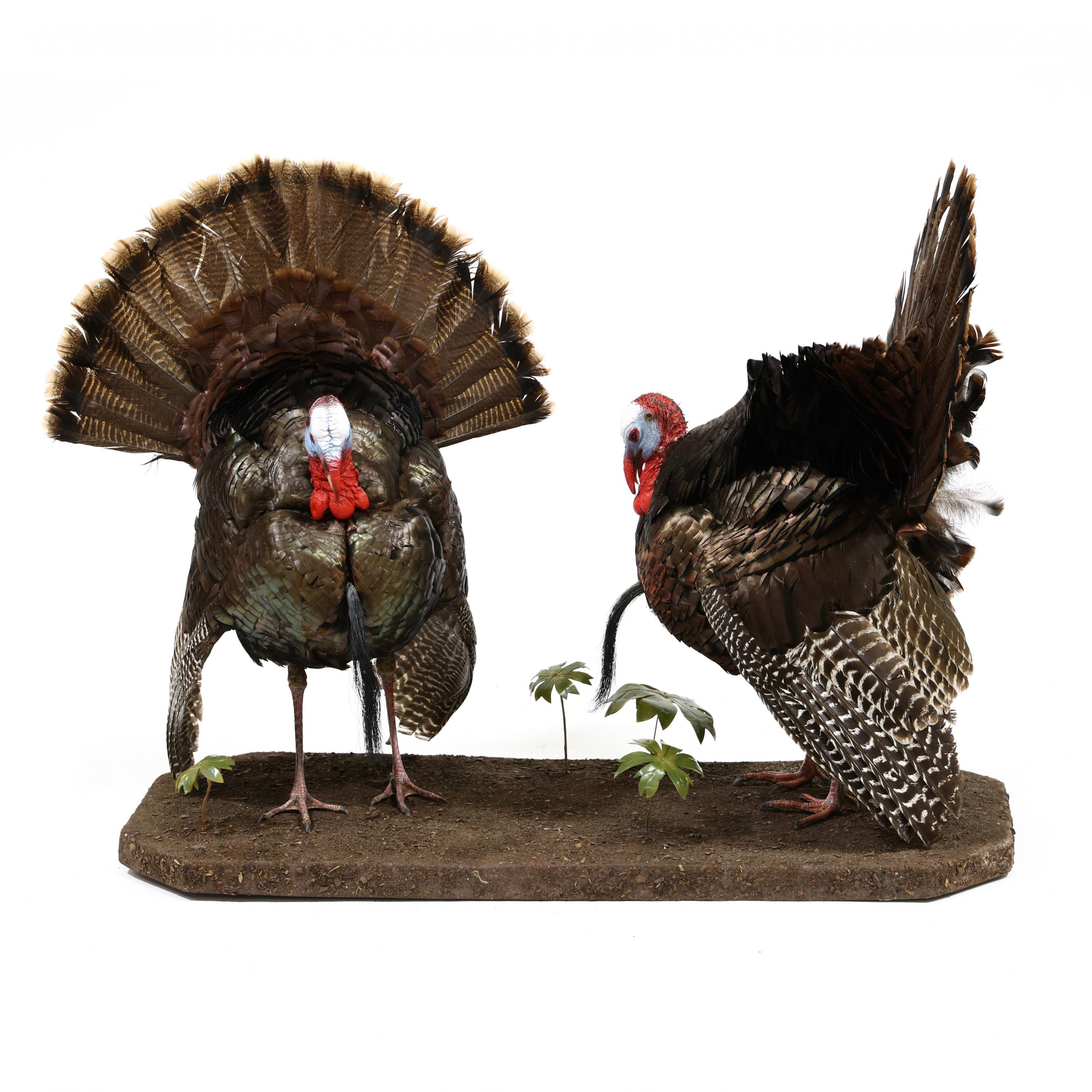 Dueling Tom Turkeys Taxidermy (Lot 7258 - Sporting Art AuctionMay 