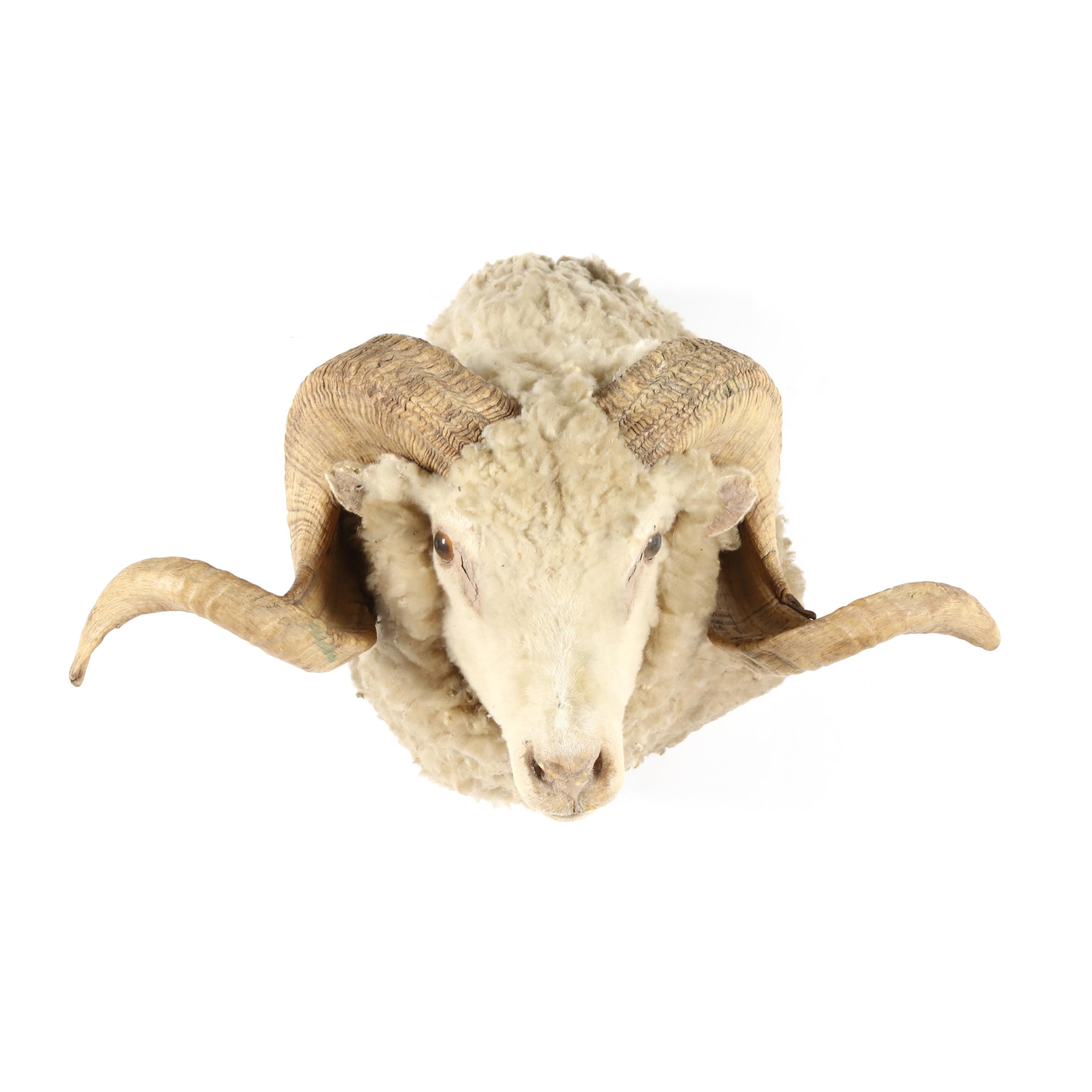 Ram Head Mount Taxidermy (Lot 5227 - Sporting Art AuctionFeb 27