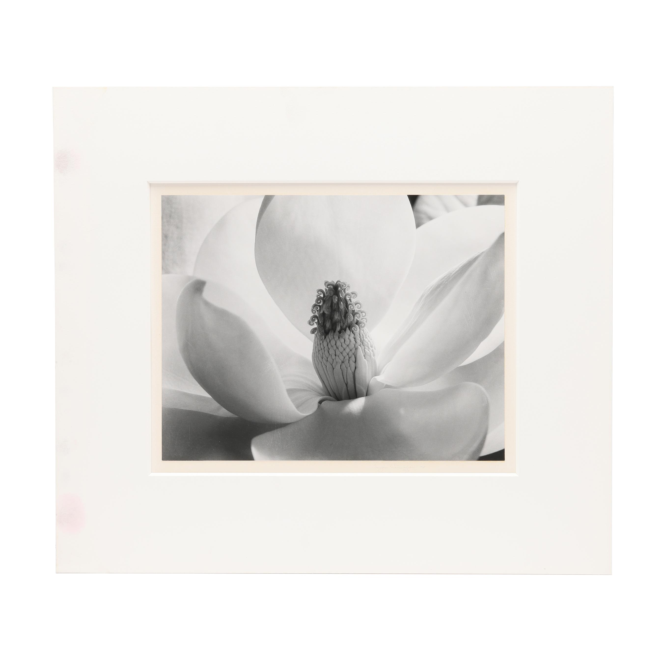 あいり様　Imogen Cunningham ［FLORA］ Imogen Cunningham: Magnolia Blossom - SAM Stories