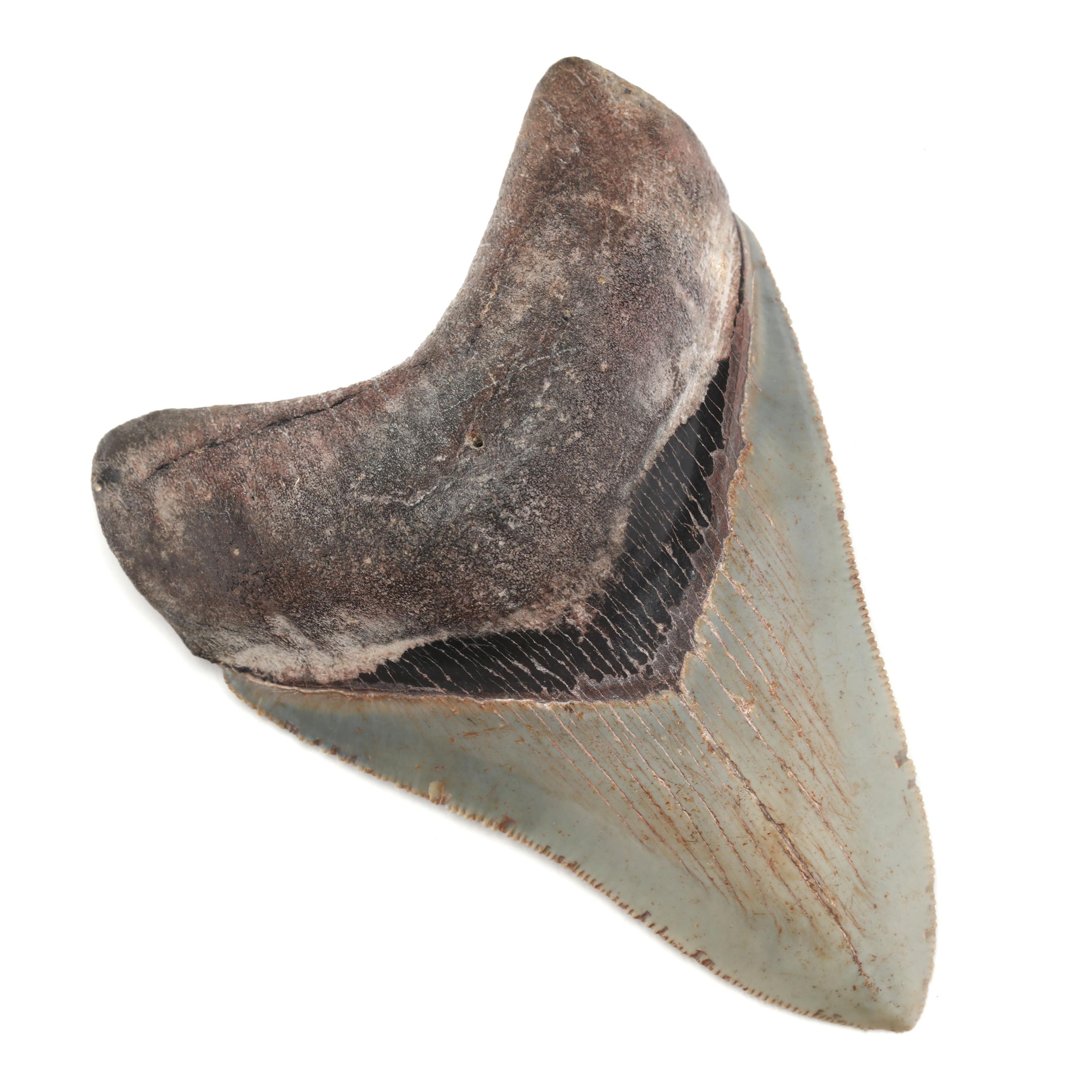 An Impressive North Carolina Megalodon Tooth with Serrations (Lot