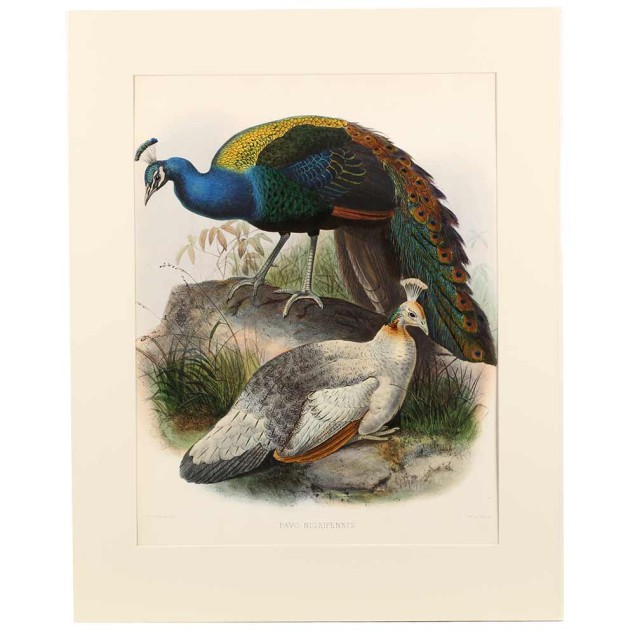 Single-Owner Collection of Antique Ornithological Prints