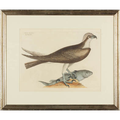 mark-catesby-eng-1682-1749-the-fishing-hawk