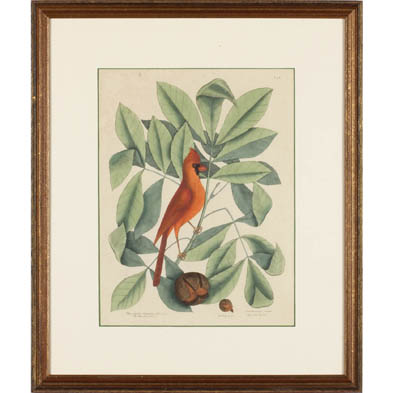 mark-catesby-eng-1682-1749-the-red-bird
