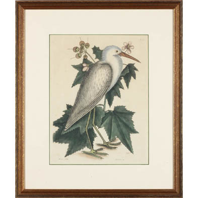 mark-catesby-eng-1682-1749-ardea-alba