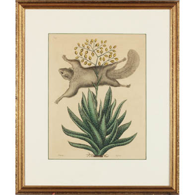 mark-catesby-eng-1682-1749-flying-squirrel