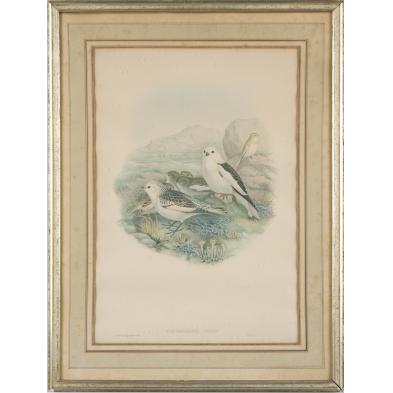 john-gould-br-1804-1881-plectrophanes-nivalis
