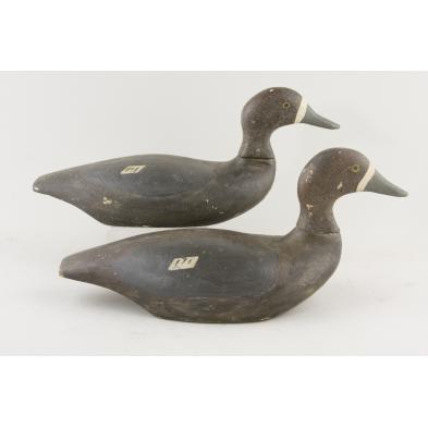 two-blue-bill-hen-decoys-new-york