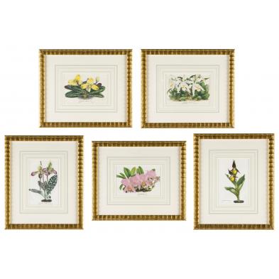 group-of-five-floral-lithographs-after-houtteano