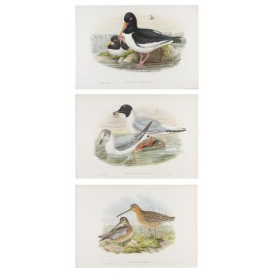 three-john-gould-color-lithographs-of-birds