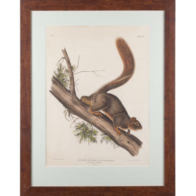 red-tailed-squirrel-after-john-james-audubon