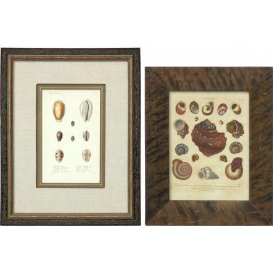 two-antique-seashell-engravings