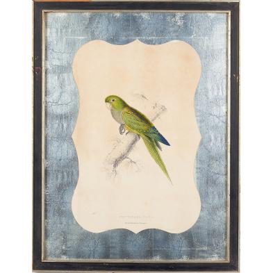 edward-lear-br-1812-1888-dwarf-parrakeet