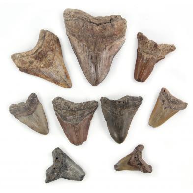 nine-fossil-megladon-shark-teeth