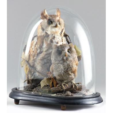 victorian-taxidermy-display-of-two-owls