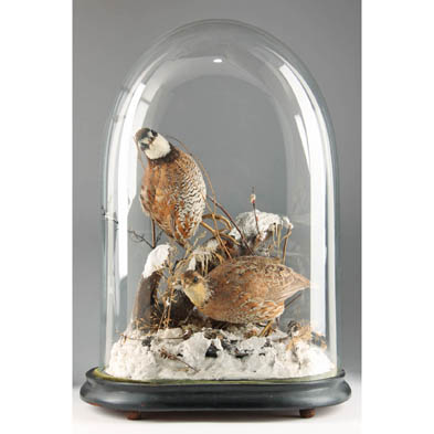 victorian-taxidermy-display-of-two-quails