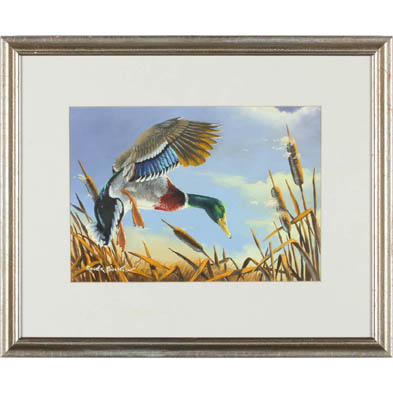 roger-bucklin-american-mallard-in-flight