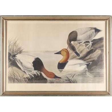 audubon-s-canvas-backed-ducks