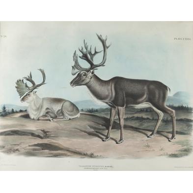 after-audubon-caribou-or-american-rein-deer