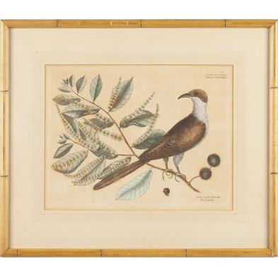 the-cuckoo-of-carolina-engraving-by-mark-catesby