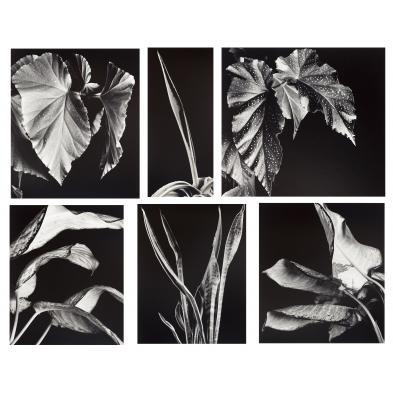 six-botanical-photographs-by-daniel-bowdoin