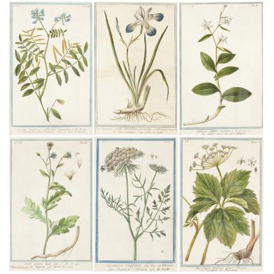 group-of-six-18th-century-botanical-drawings