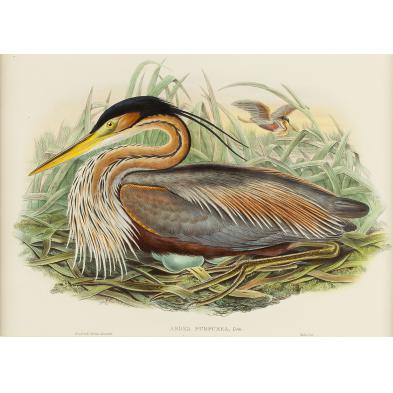 gould-and-richter-ardea-purpurea