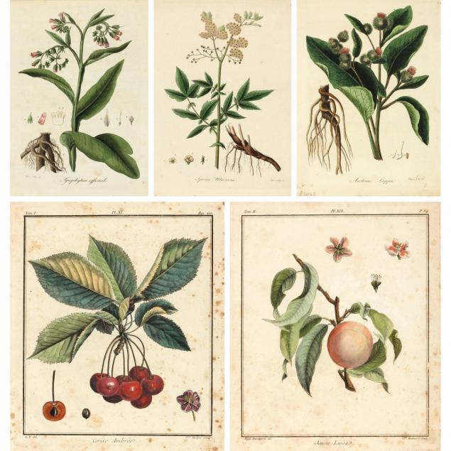 five-18th-century-french-botanicals
