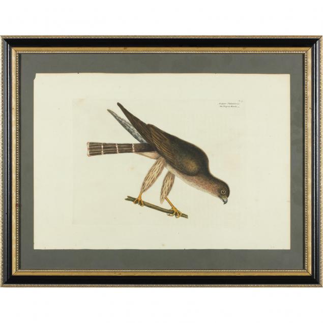 mark-catesby-eng-1682-1749-the-pigeon-hawk