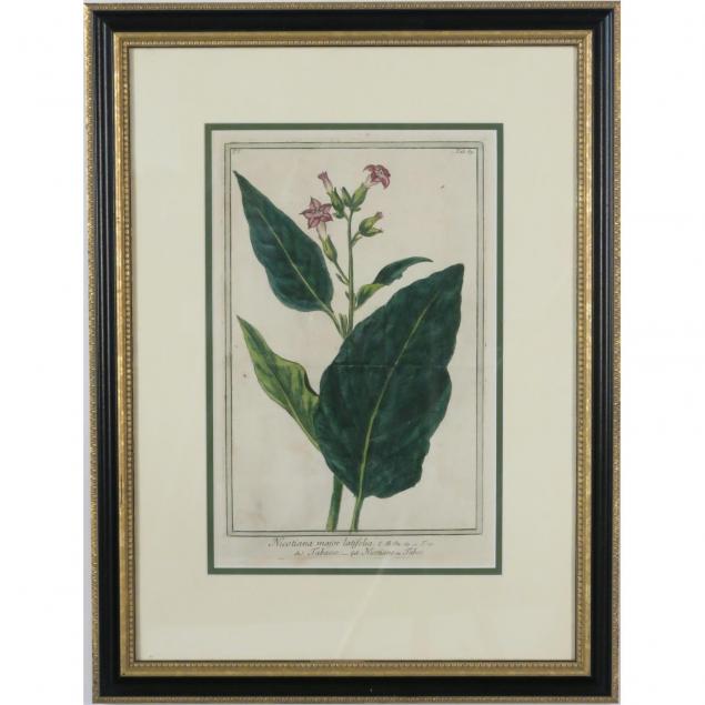 circa-1790-nicotiana-hand-colored-engraving-after-bonelli