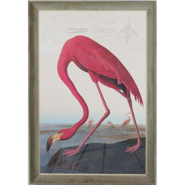 american-flamingo-after-audubon