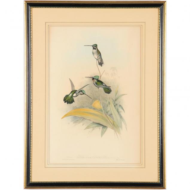 antique-gould-richter-hummingbird-lithograph