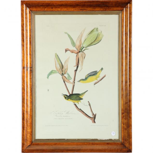after-audubon-kentucky-warbler
