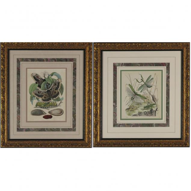 pair-of-naturalist-insect-engravings