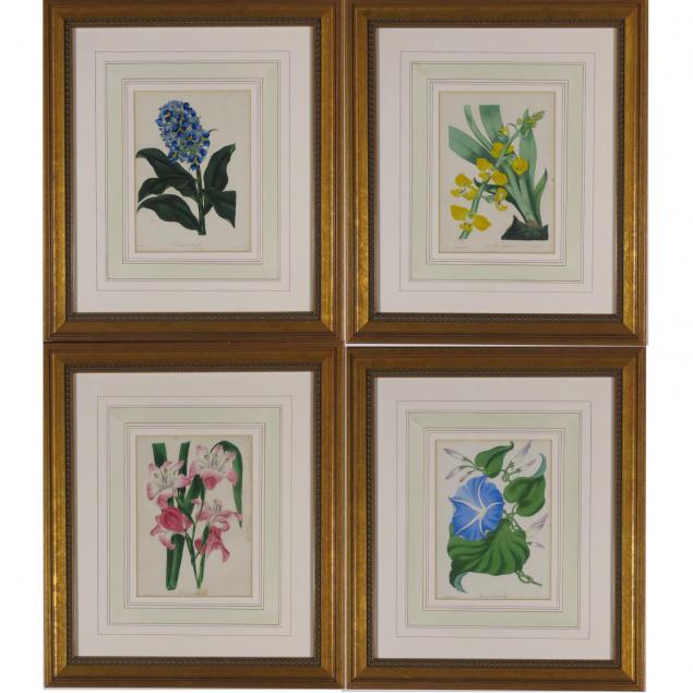 four-handcolored-botanicals