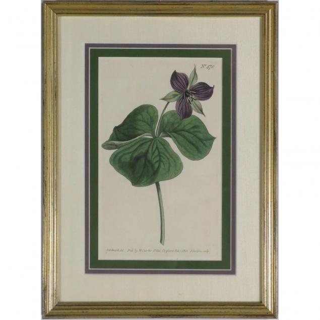 botanical-handcolored-engraving