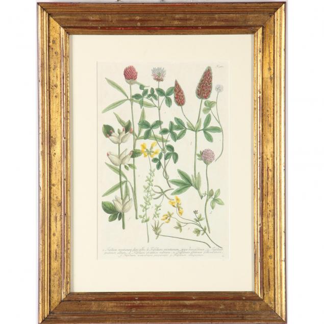 early-handcolored-botanical-etching