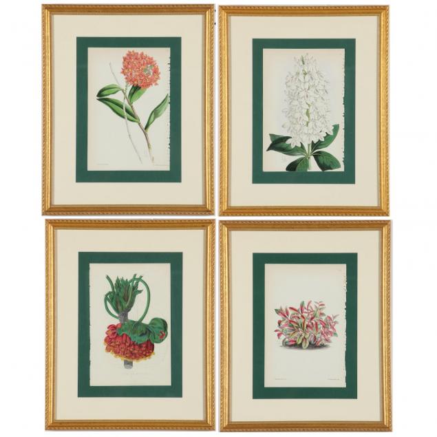 set-of-four-framed-antique-botanical-lithographs